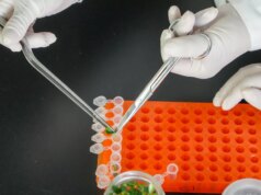 Plantas resistentes a doenças ou à seca: o que são “estes novos OGM” que a Europa acaba de aprovar?