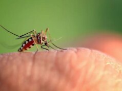 Por que o Google está se preparando para liberar 32 milhões de mosquitos na América? Prepare-se no laboratório