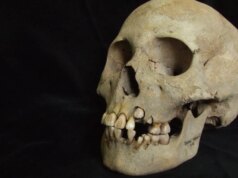 “Provavelmente contaminado por marmotas”: há 5.500 anos, a peste destruiu populações inteiras de caçadores-coletores siberianos