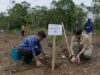 Restam 800 orangotangos Tapanuli, habitat de Batang Toru restaurado