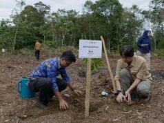 Restam 800 orangotangos Tapanuli, habitat de Batang Toru restaurado