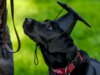 Seu cachorro é canhoto ou destro? Cientistas desenvolveram o teste definitivo