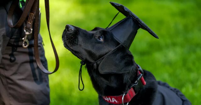 Seu-cachorro-e-canhoto-ou-destro-Cientistas-desenvolveram-o-teste.jpg