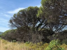 Um sonho para a escama da tartaruga-pinheiro, a floresta costeira e o interior