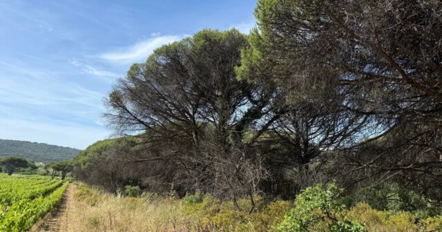 Um-sonho-para-a-escama-da-tartaruga-pinheiro-a-floresta-costeira.jpg