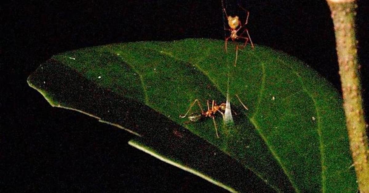 Uma aranha até então desconhecida dos cientistas cria uma engenhosa armadilha para capturar sua presa