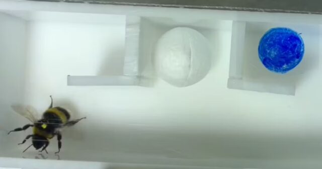 Uma-bola-de-gude-como-escada-os-zangoes-tambem-usam.jpg