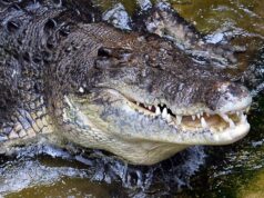 Uma criança de 3 anos ficou gravemente ferida em um recinto de crocodilos em um zoológico britânico, uma pessoa foi presa