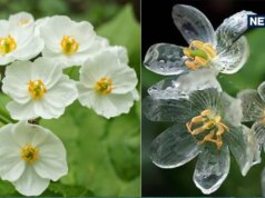 Uma flor única encontrada no Japão que se transforma em vidro assim que chove! A cor das pétalas desapareceu.
