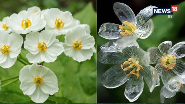 Uma-flor-unica-encontrada-no-Japao-que-se-transforma-em.jpg