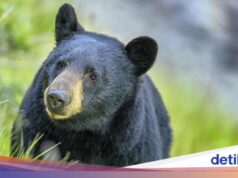 Ursos vagam pelas ruas e quase 100 escolas estão fechadas no Japão.